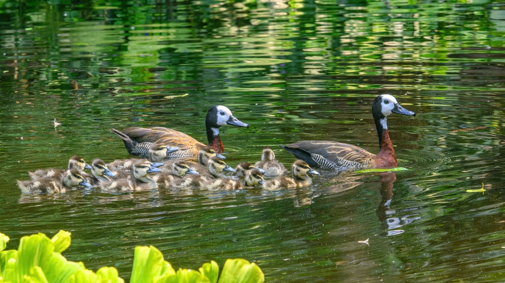 Witwenpfeifgänse mit Küken im Masoala Regenwald des Zoo Zürich.