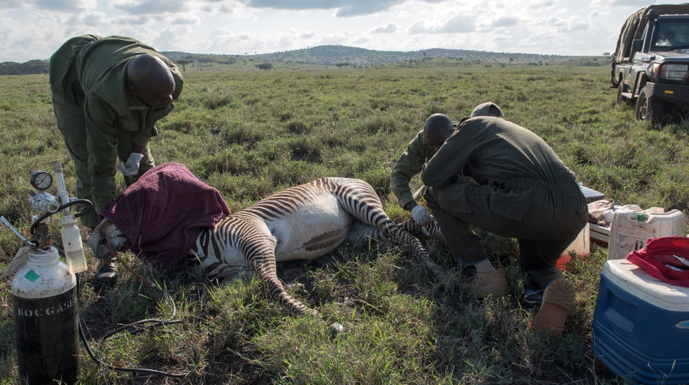 Tierarzt Matthew Mutinda verarztet im Lewa Wildlife Conservancy ein Grevyzebra.