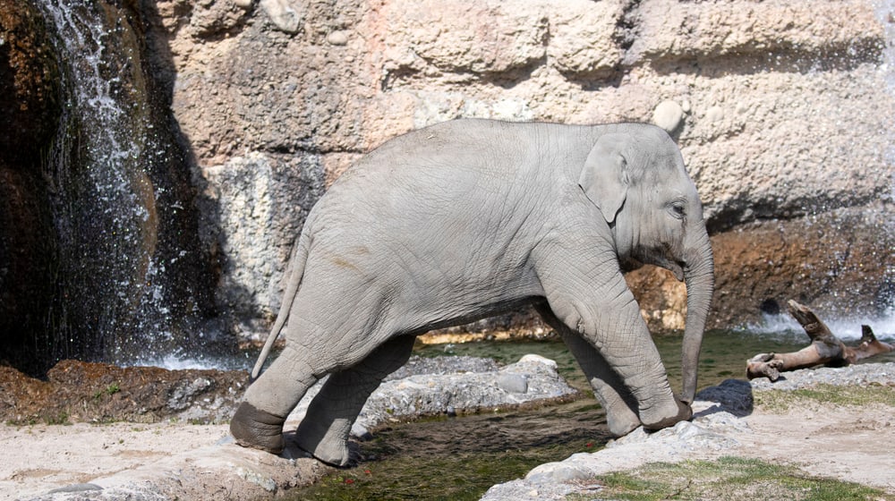 Asiatischer Elefant Umesh im Kaeng Krachan Elefantenpark des Zoo Zürich.