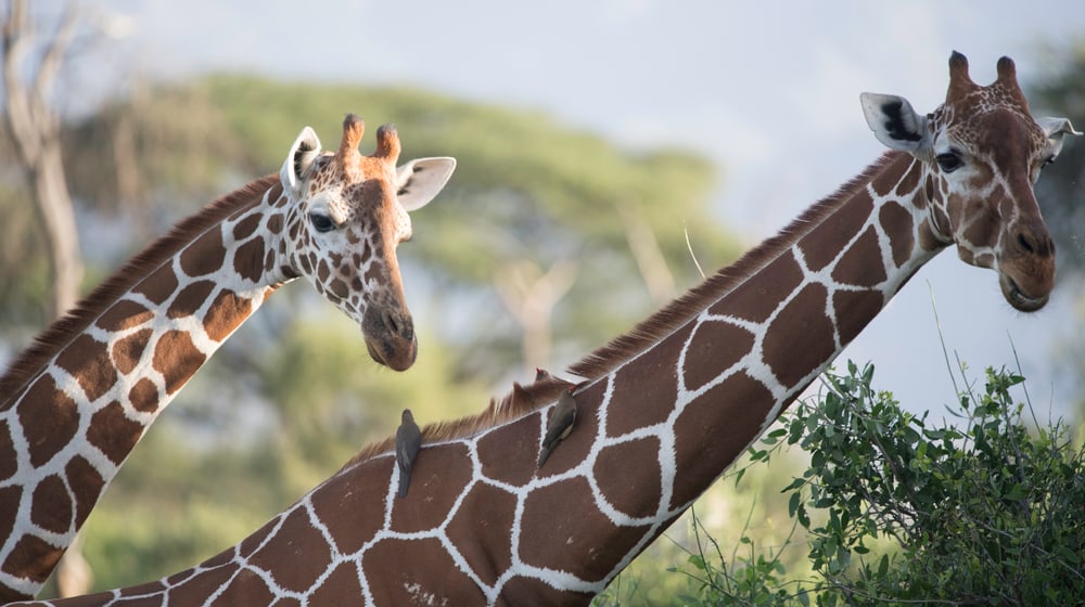 Netzgiraffen im Lewa Wildlife Conservancy.