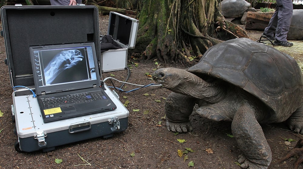 Röntgenuntersuchung einer Aldabra-Riesenschildkröte im Masoala Regenwald des Zoo Zürich.