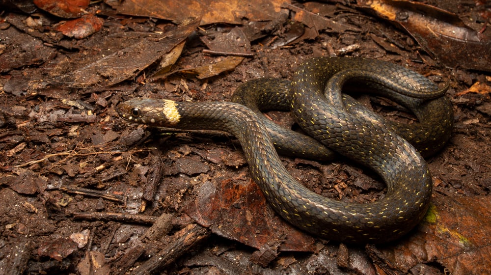 Compsophis vinckei im Makira Naturpark