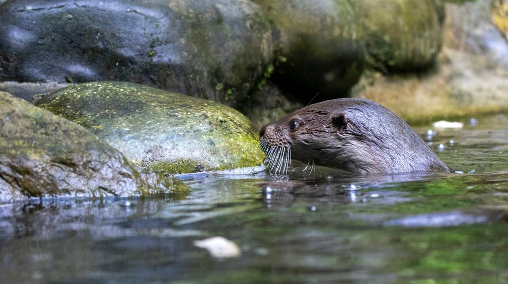 Fischotter-Weibchen Cleo im Zoo Zürich.