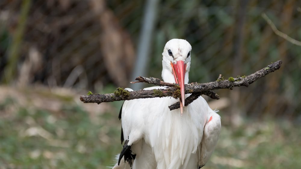 Europäischer Weissstorch im Zoo Zürich.