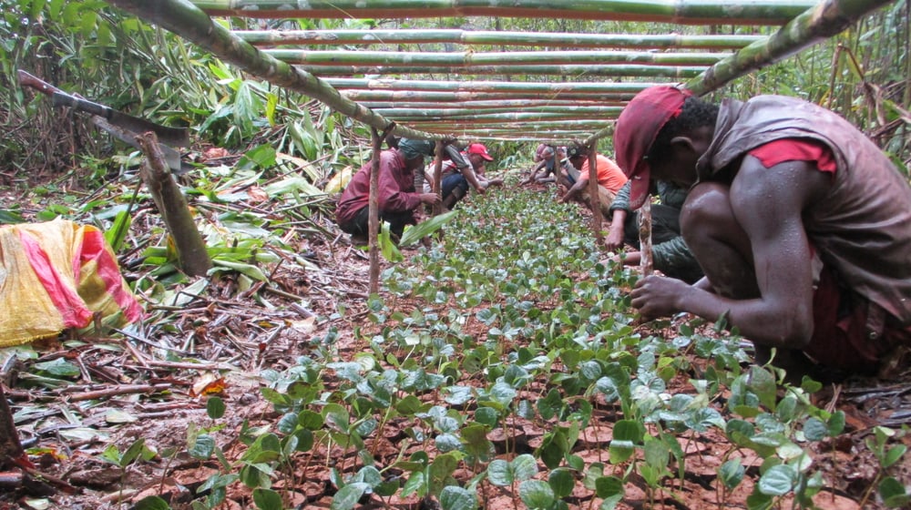 Production de Pepinière in Madagaskar.