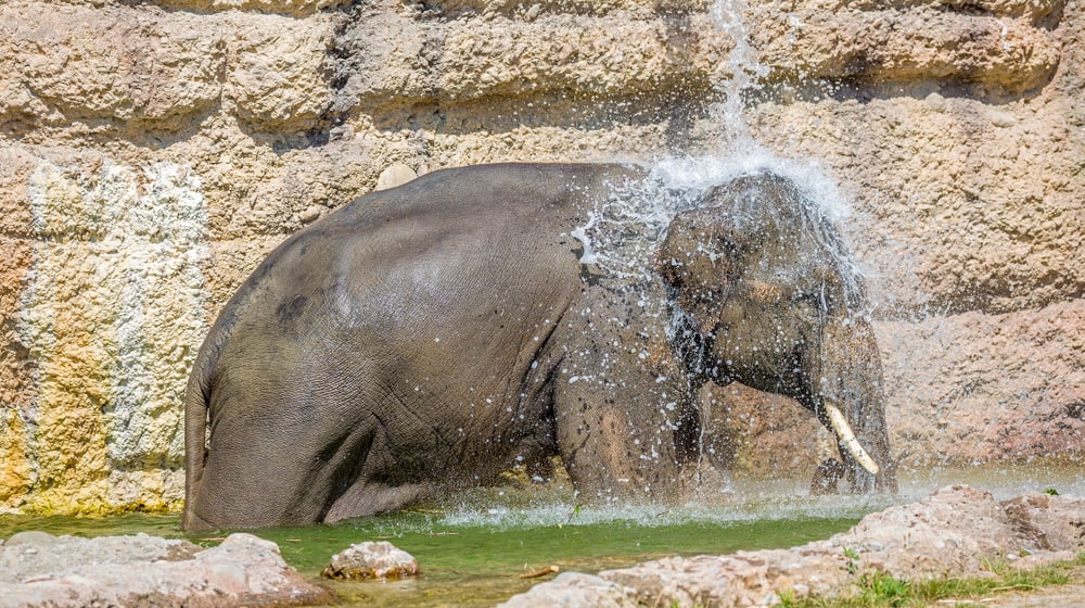 Asiatischer Elefant Thai im Kaeng Krachan Elefantenpark des Zoo Zürich (2015).