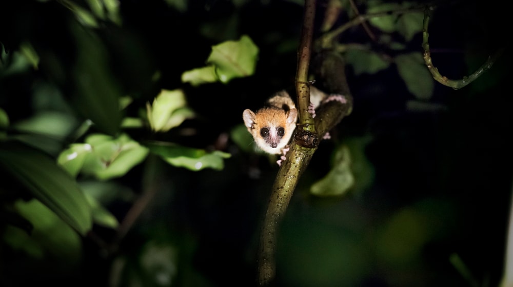 Goodman-Mausmaki im Masoala Regenwald des Zoo Zürich, fotografiert in der Nacht.