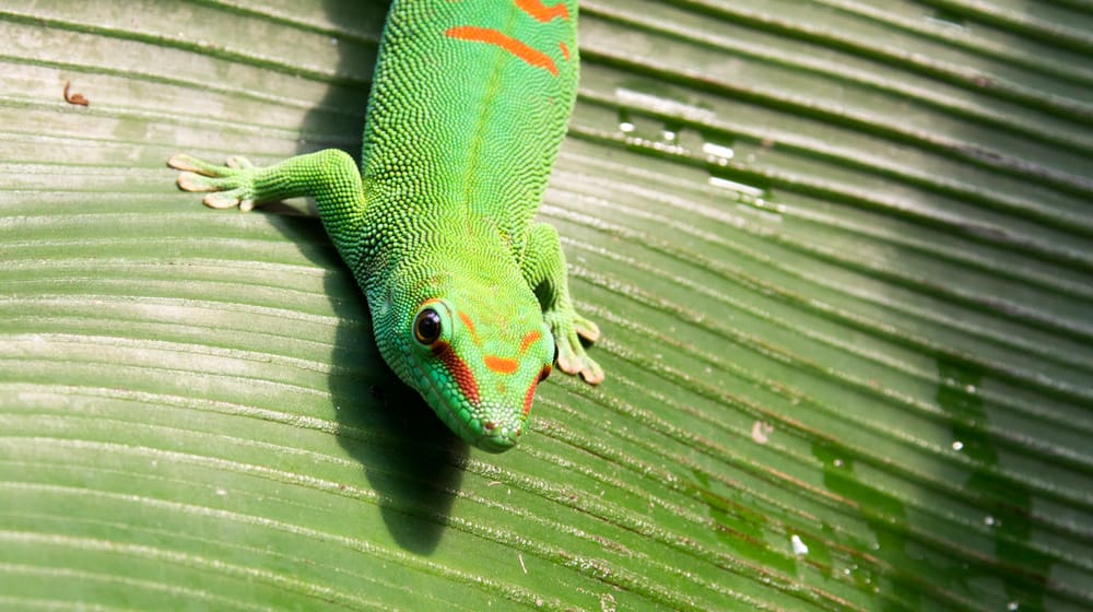Grosser Madagaskar-Taggecko im Masoala Regenwald des Zoo Zürich.