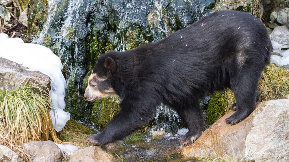 Brillenbärin Sisa im Sangay Bergnebelwald im Zoo Zürich.