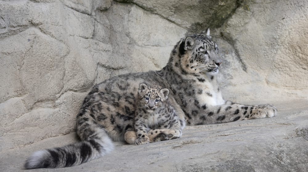 Schneeleopard mit Jungtier im Zoo Zürich.