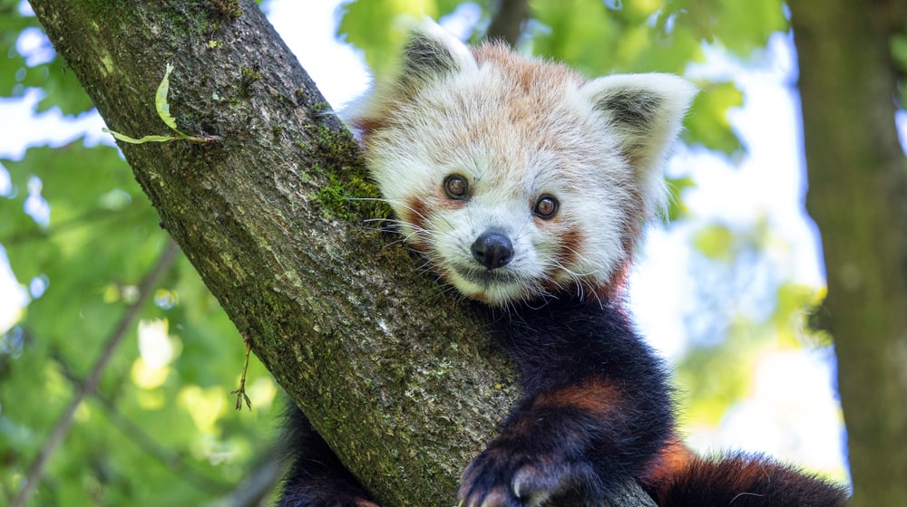 Kleiner Panda Siddhi im Zoo Zürich.
