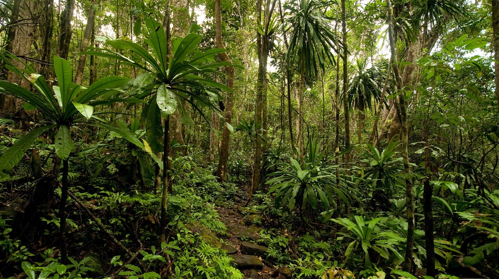Masoala-Nationalpark auf Madagaskar.
