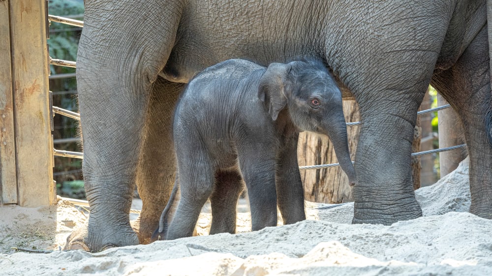 Elefantenkalb im Zoo Zürich geboren. 
