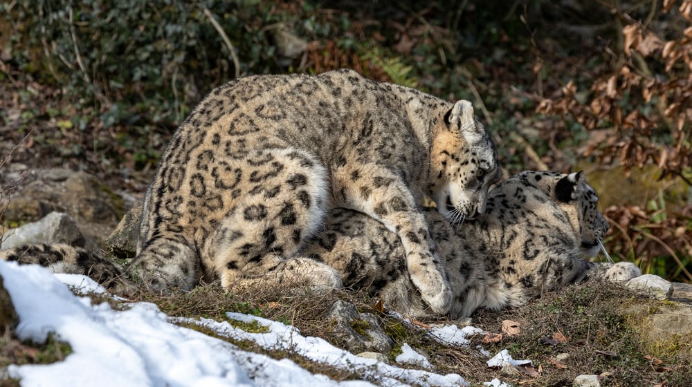 Schneeleoparden Saida und Shahrukh bei der Paarung im Zoo Zürich. 