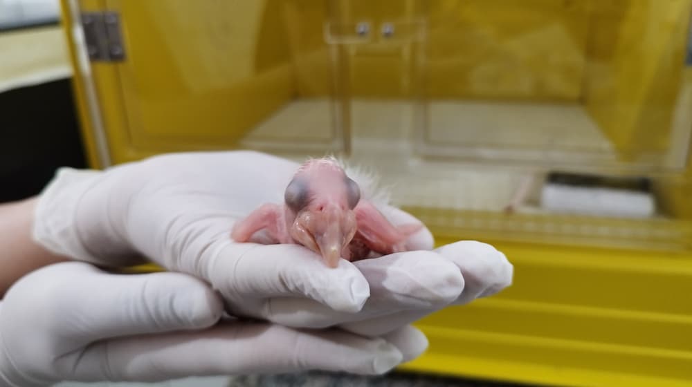 Hyazinthara-Küken im Labor des Naturschutzpartners Arara Azul