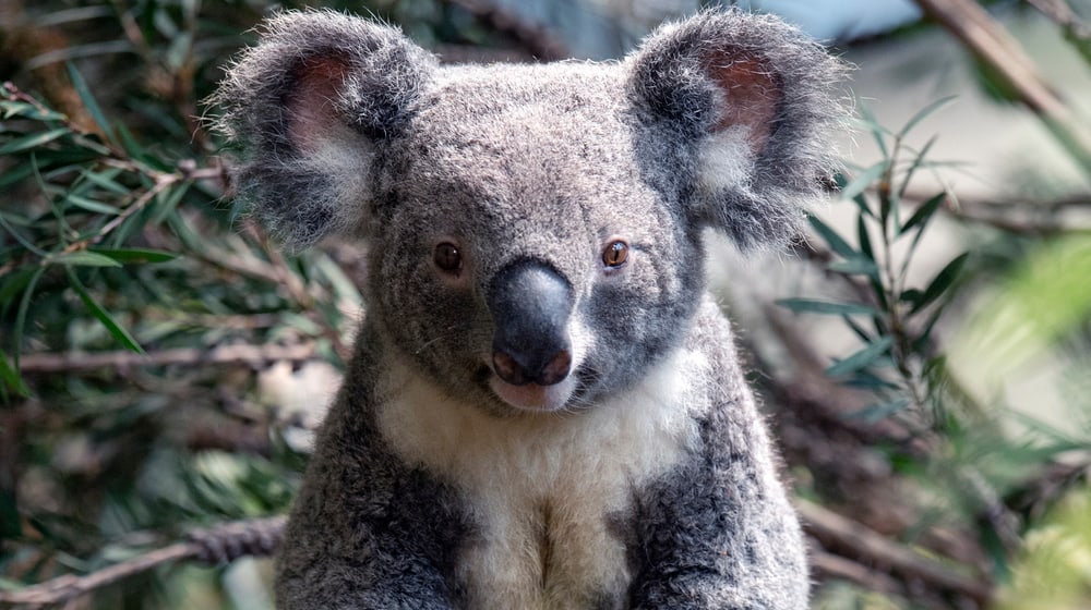 Koalamännchen Uki im neu bepflanzten Australienhaus. 