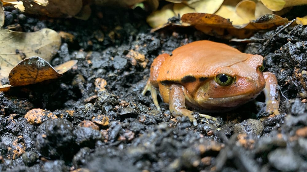 Tomatenfrosch im Zoo Zürich