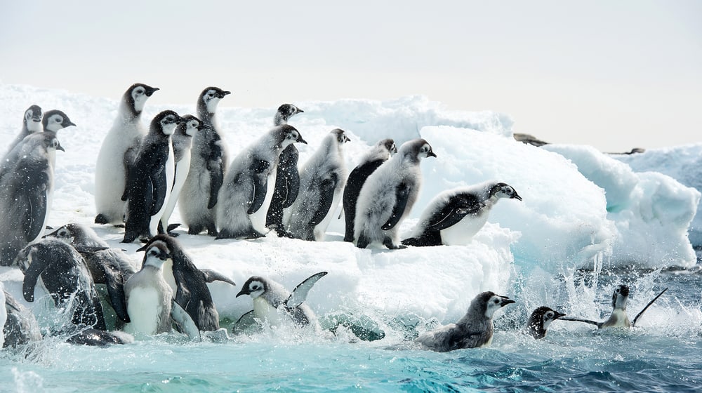 Filmbild «Die Reise der Pinguine 2»