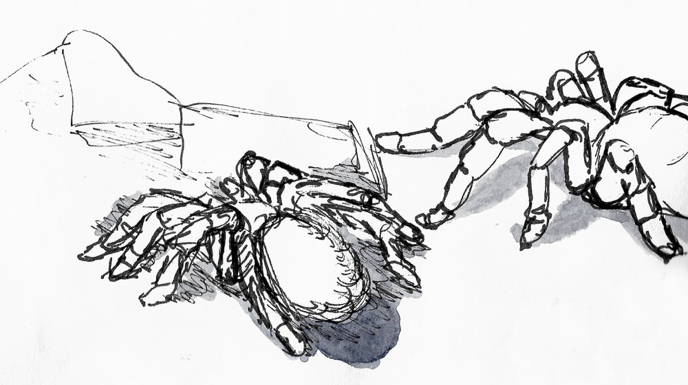 Skizze einer Vogelspinne