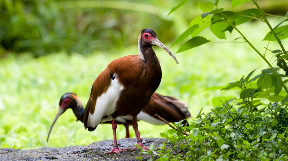 Mähnenibis im Masoala Regenwald im Zoo Zürich.
