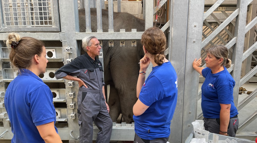 Tierarzt Jean-Michel Hatt und sein Team bei der Behandlung von Omysha im Hintergrund.  