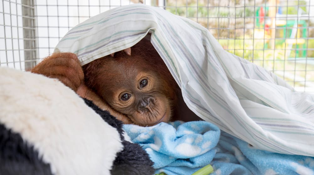 Orang-Utan