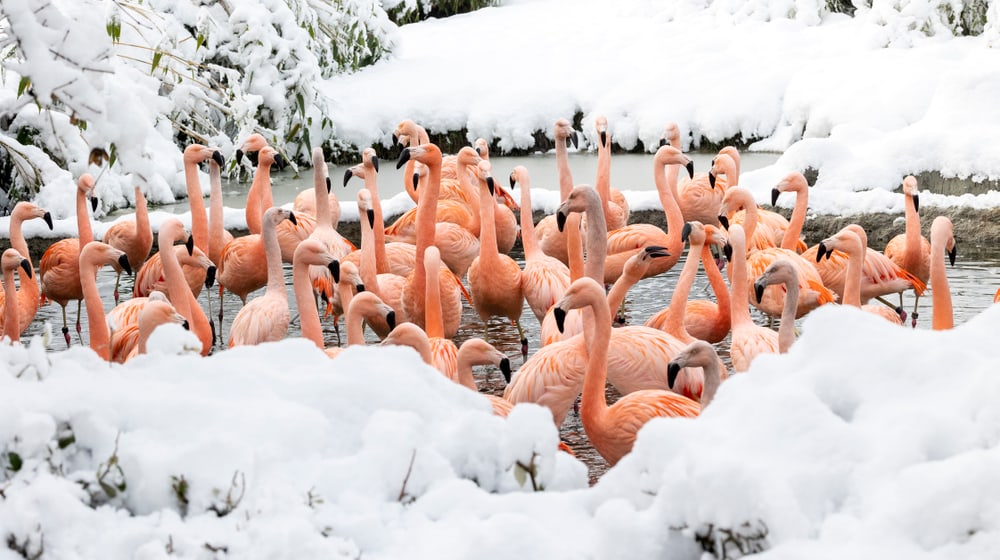 Chile-Flamingos im verschneiten Pantanal des Zoo Zürich.