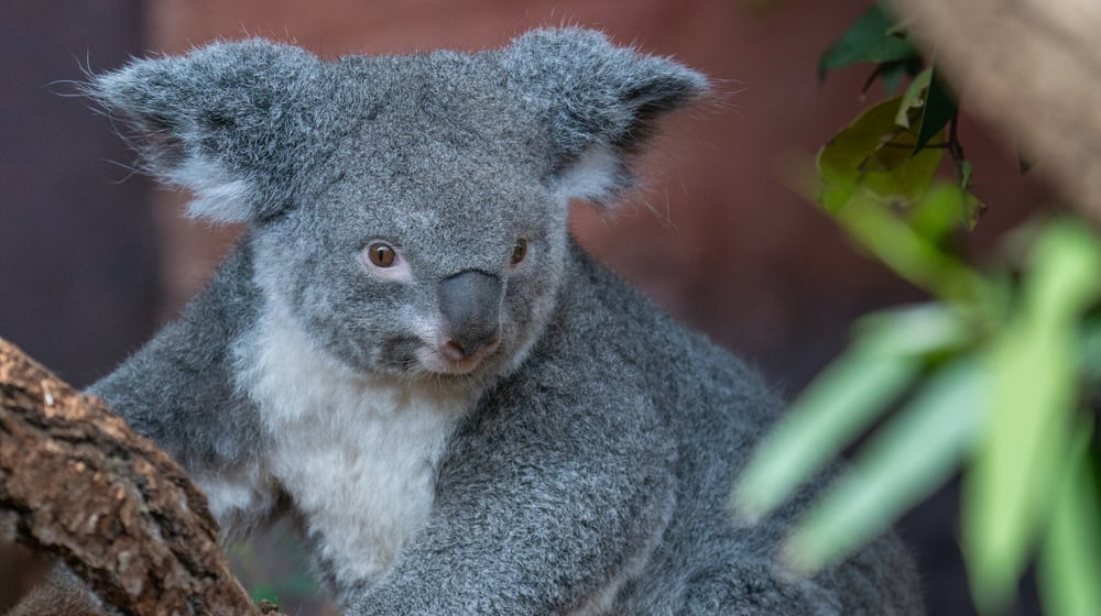Koalaweibchen Pippa im Zoo Zürich.