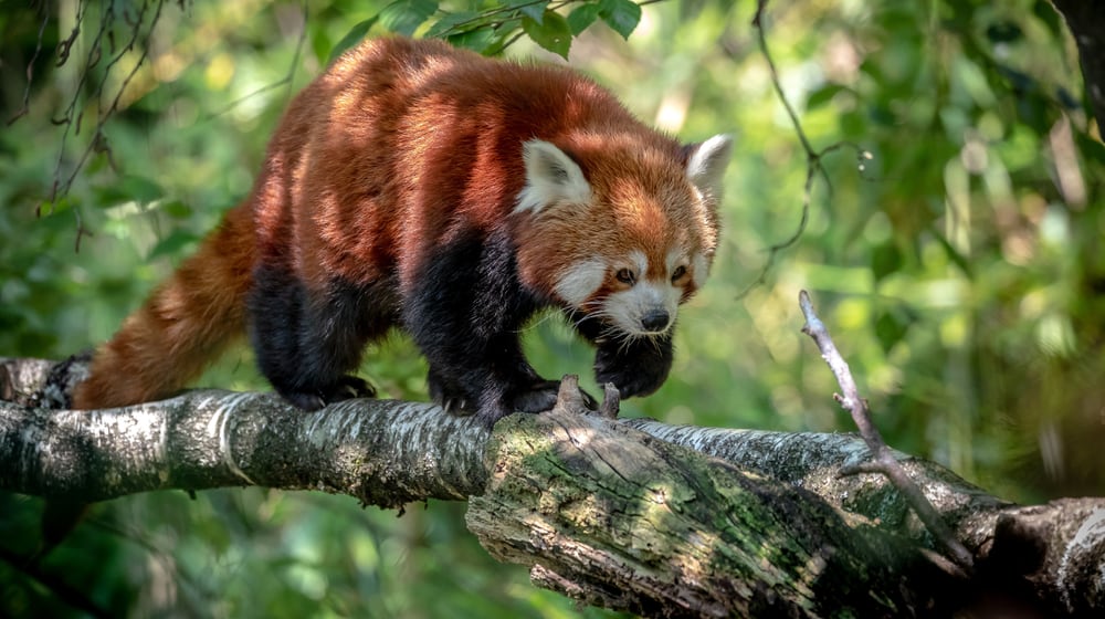 Kleiner Panda im Zoo Zürich.