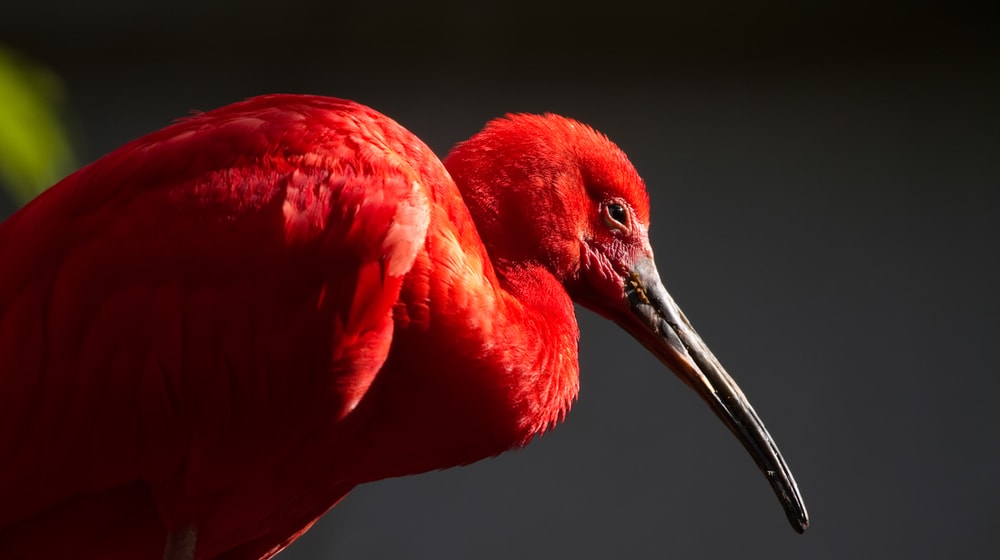 Roter Ibis im Zoo Zürich