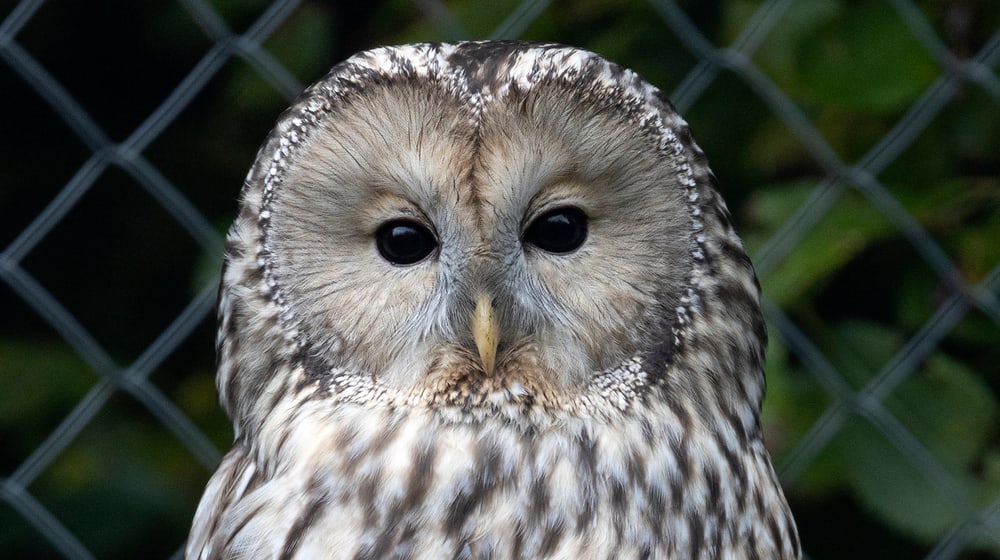 Habichtskauz im Zoo Zürich.