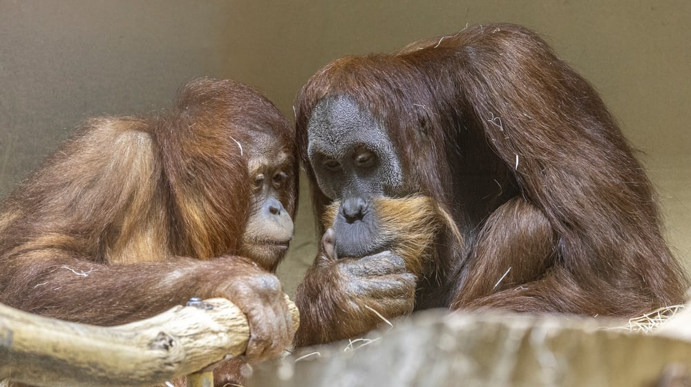 Orang-Utan Riang und Awang im Zoo Zürich.