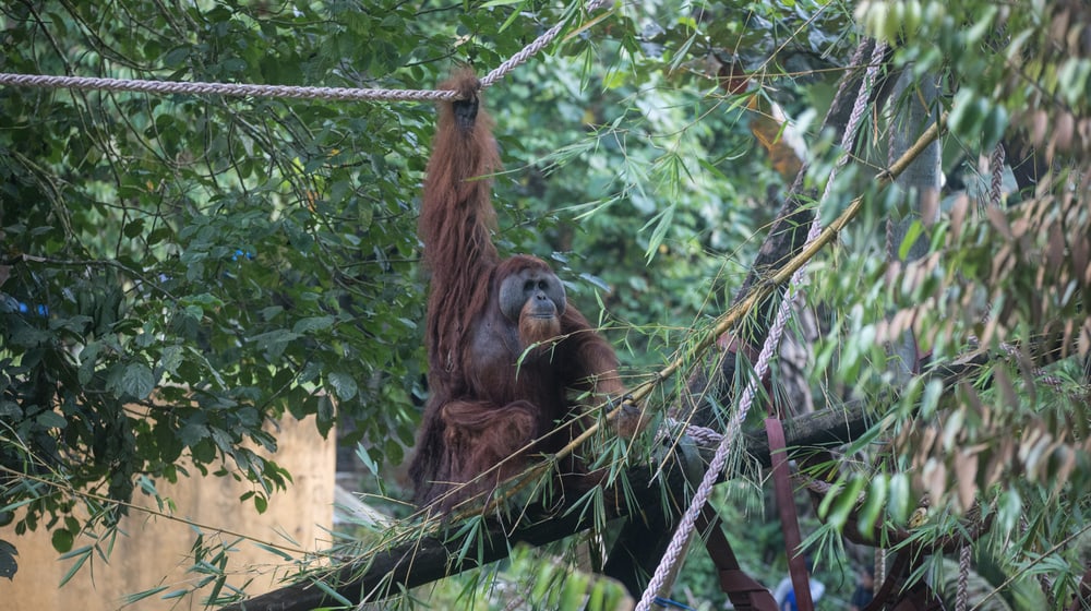 Ein Orang-Utan im Orangutan Haven der Stiftung Paneco auf Sumatra.