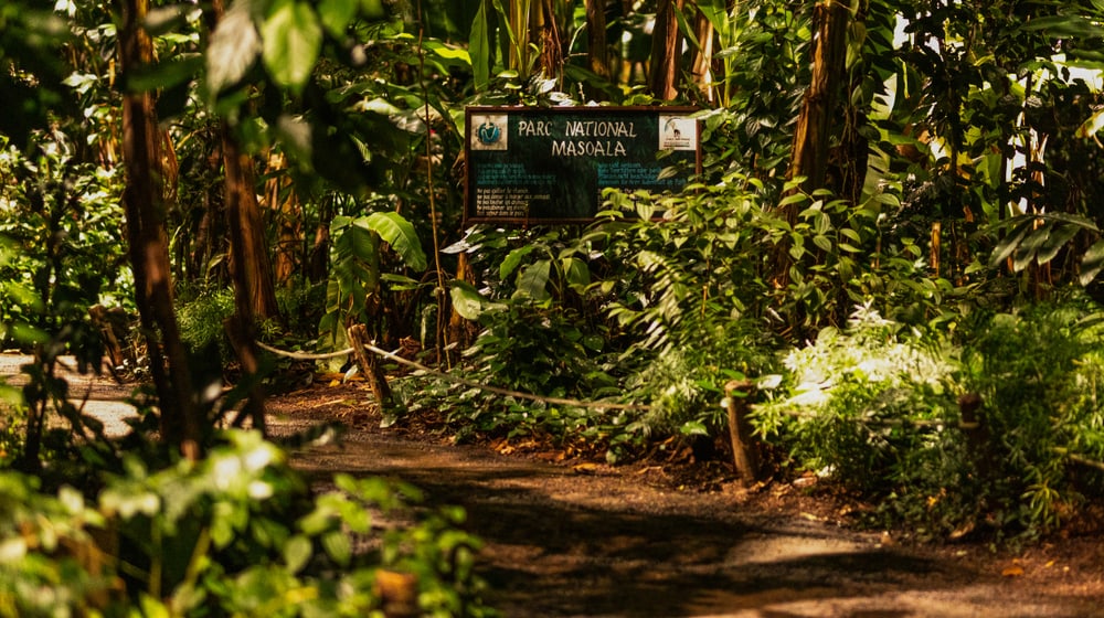 Abendstimmung im Masoala Regenwald des Zoo Zürich.