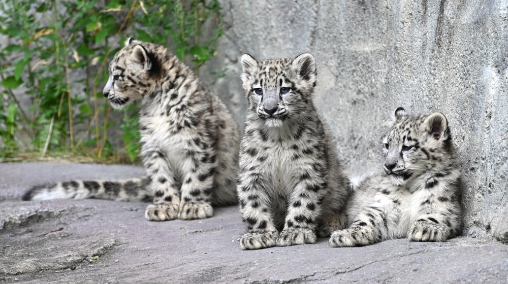 Junge Schneeleoparden im Lebensraum Panthera des Zoo Zürich.
