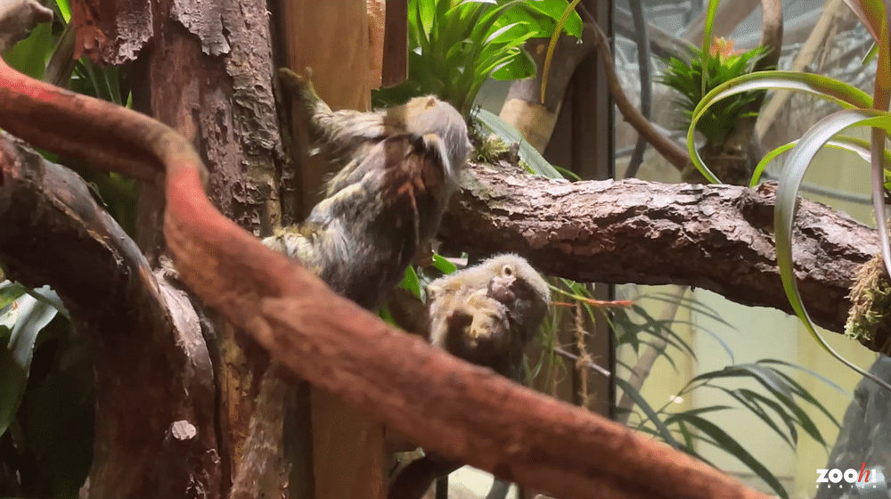 Seidenäffchen im Zoo Zürich