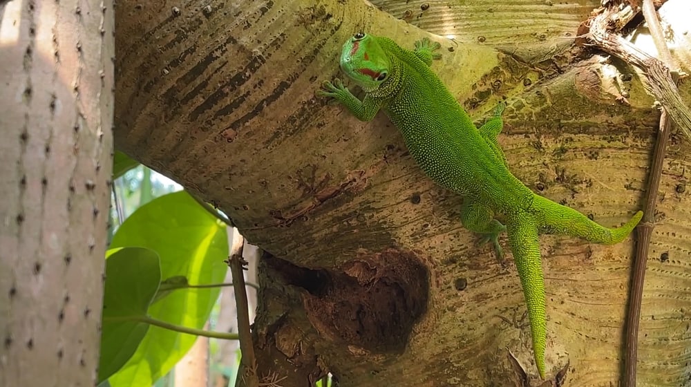 Grosser Madagaskar-Taggecko mit Gabelschwanz im Masoala Regenwald des Zoo Zürich.