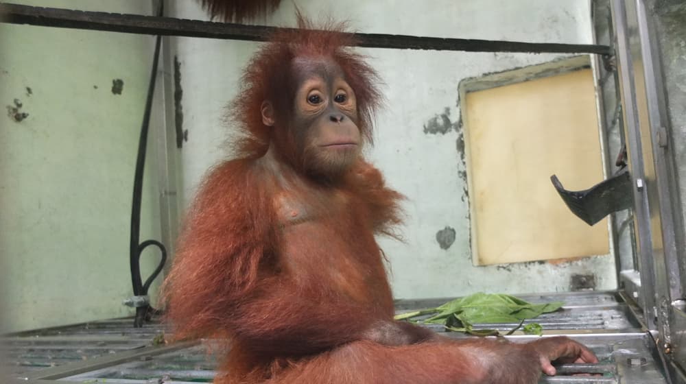 Orang-Utan Payet