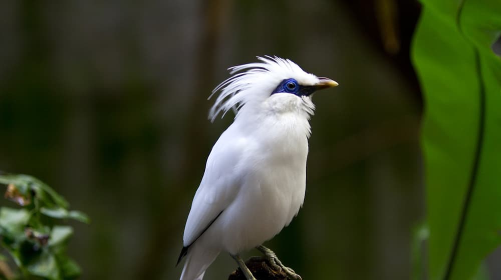 Balistar im Zoo Zürich.