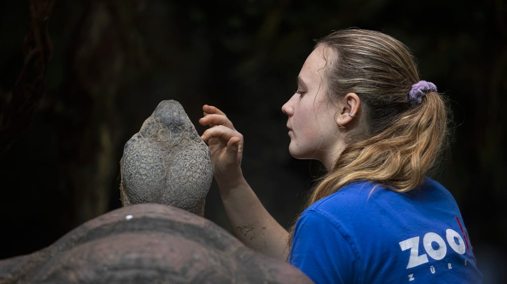 Tierpflegerin mit Galapagos-Riesenschildkröten im Zoo Zürich