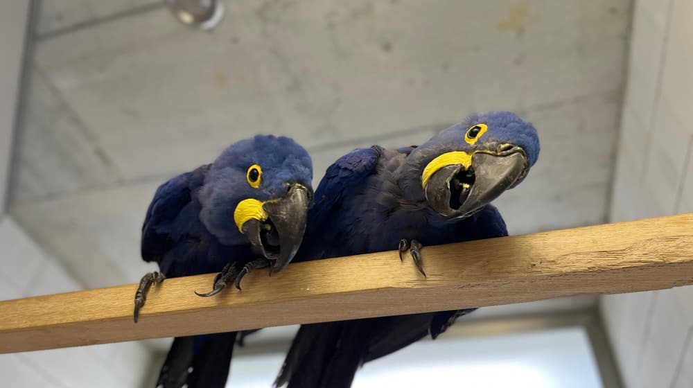 Ein Hyazinthara-Brutpaar in der Vogelzuchtstation des Zoo Zürich im Zentrum für Artenschutz Ornis.