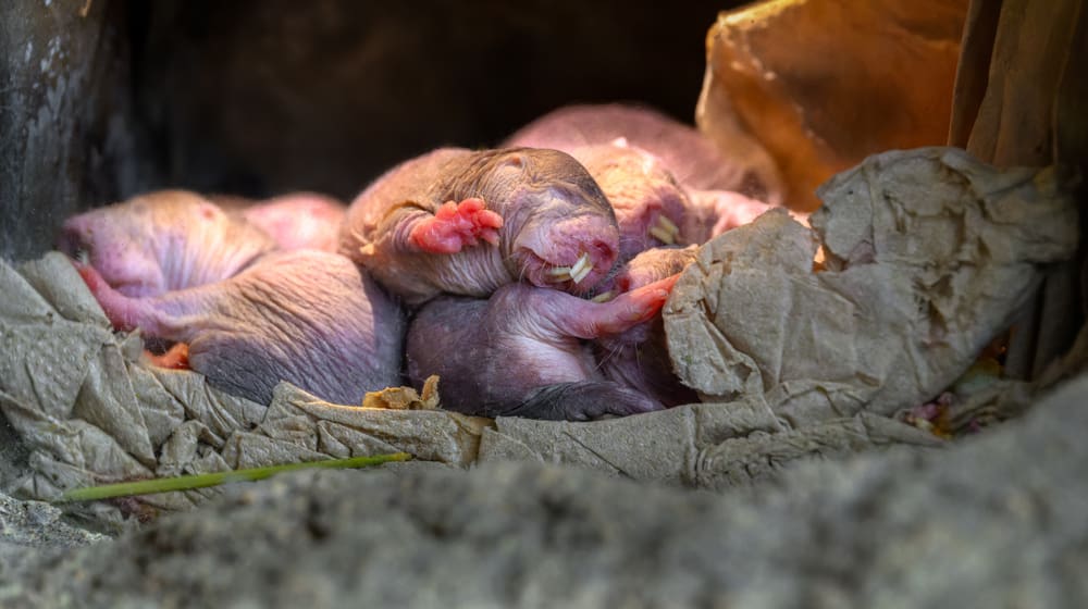 Nacktmulle in der Gemeinschaftskammer im Zoo Zürich.