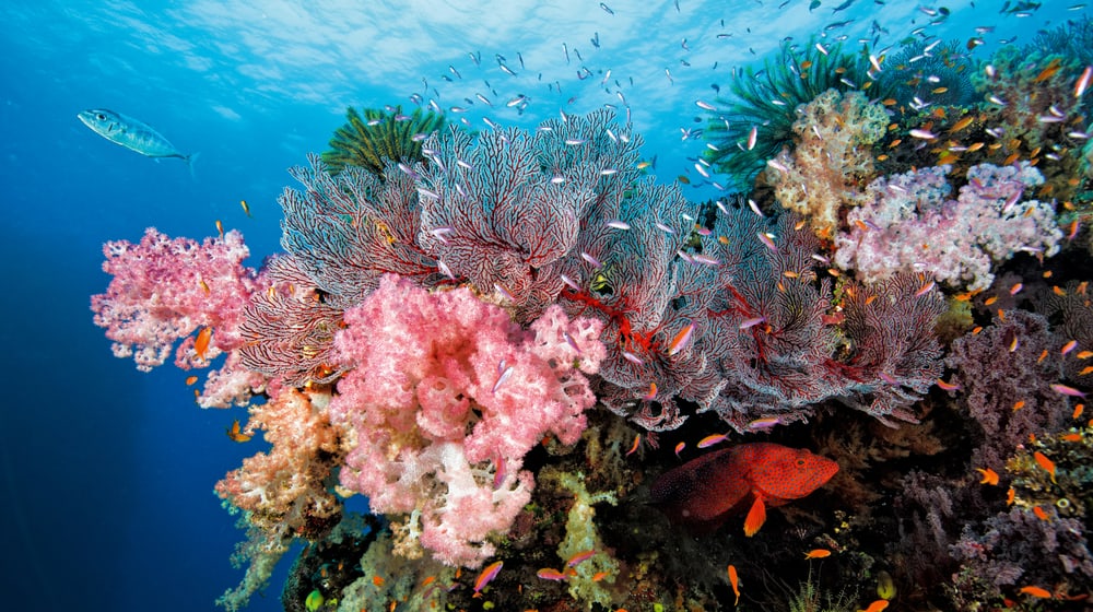 Korallenriff Fiji