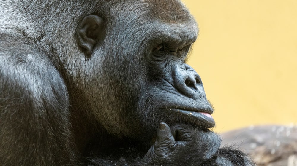 Gorilla N'Gola