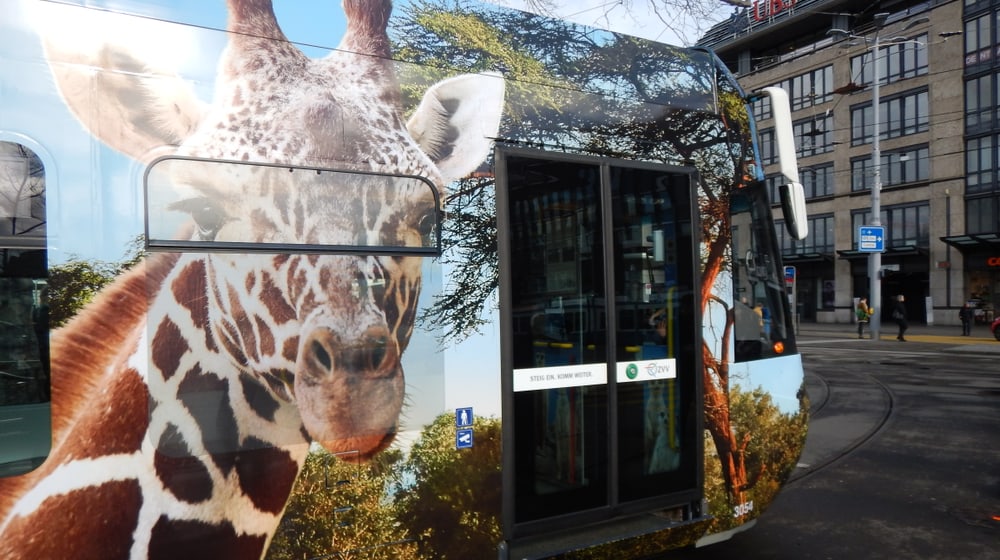 Zoo-Sondertram Lewa Savanne am Bellevue.