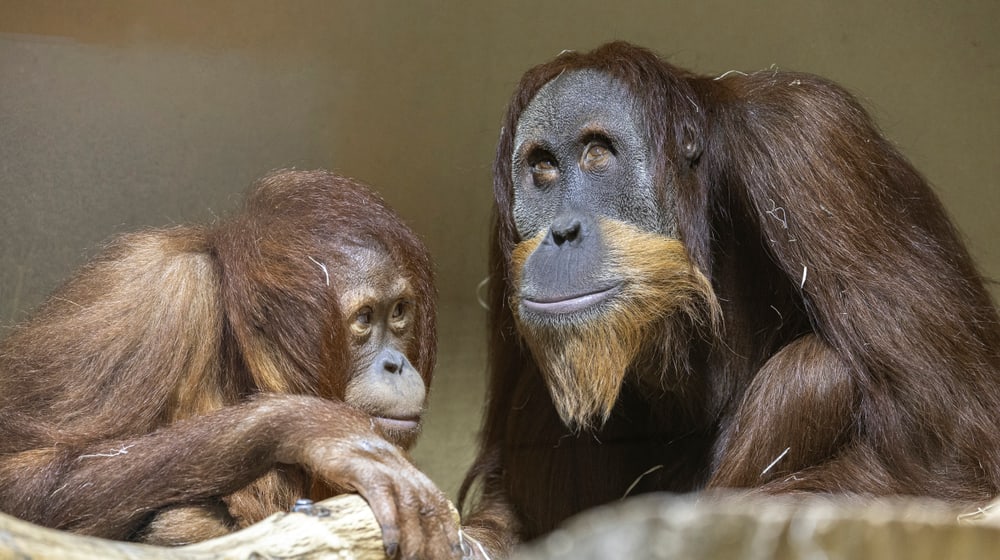 Sumatra-Orang-Utans Riang (l.) und Awang im Zoo Zürich.