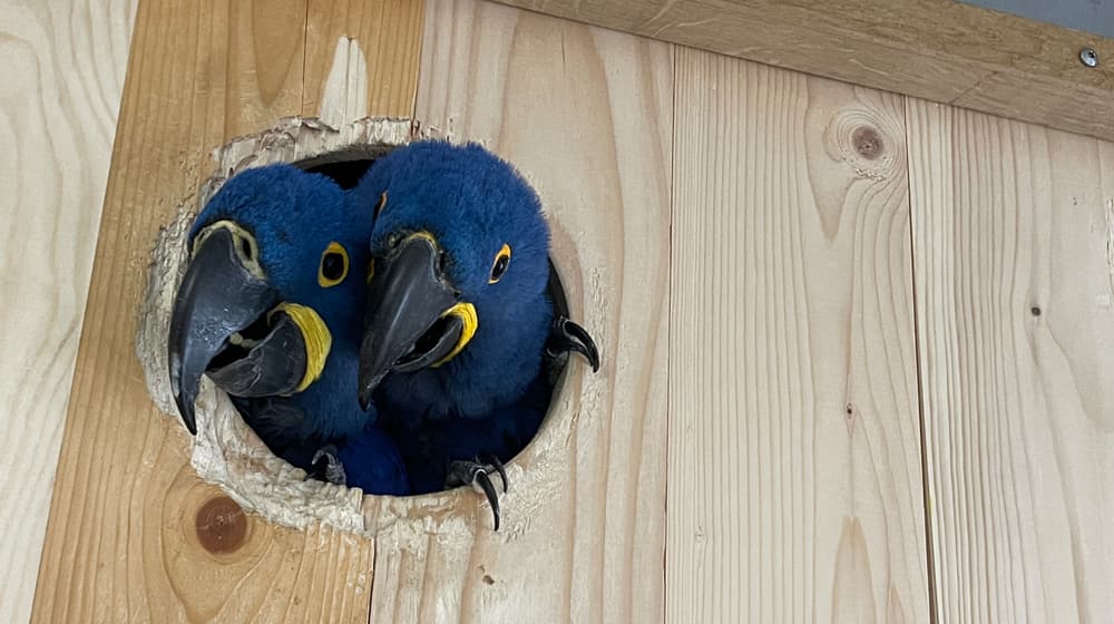 Hyazintharas im Artenschutzzentrum Ornis.