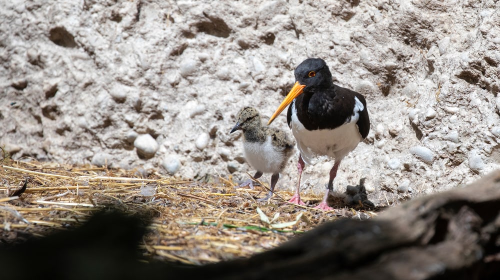 Austernfischer mit Jungtier im Zoo Zürich.