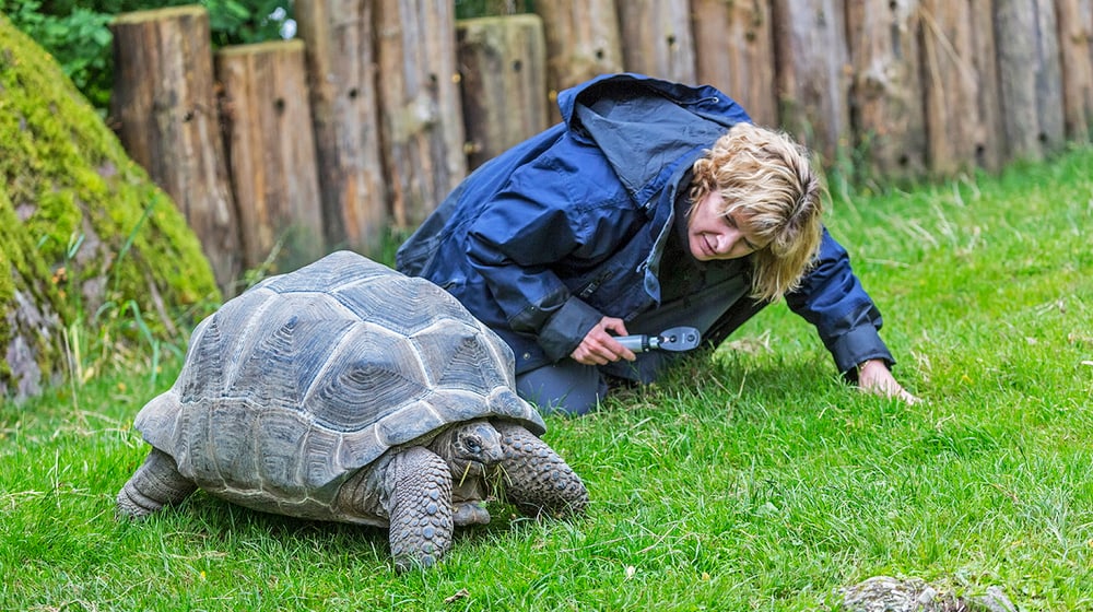 Tierärztin kontrolliert Galapagos-Riesenschildkröte im Zoo Zürich