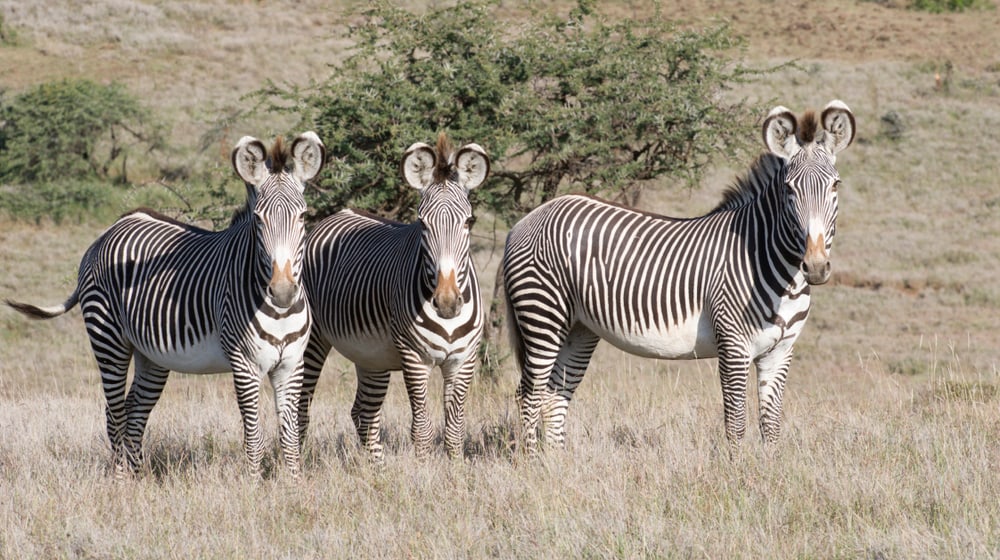 Grevyzebras im Lewa Wildlife Conservancy in Kenia.